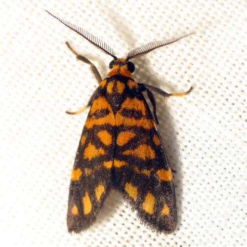 Asura polyspila