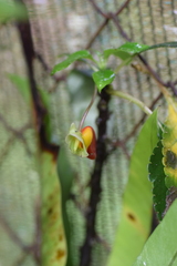 Impatiens niamniamensis
