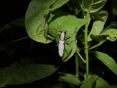 Olenecamptus cretaceus