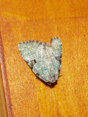 Leuconycta diphteroides