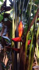 Heliconia uxpanapensis
