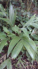 Geonoma pinnatifrons