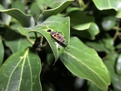 Physopelta parviceps