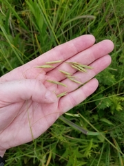 Bromus ciliatus