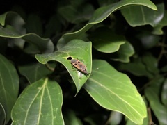 Physopelta parviceps