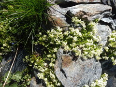 Galium pusillum