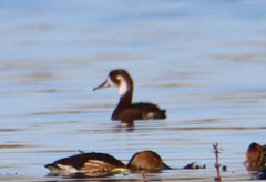 Netta erythrophthalma