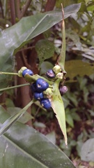 Heliconia aurantiaca
