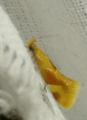 Epicallima formosella