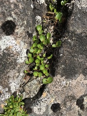 Salix herbacea