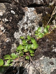 Salix herbacea