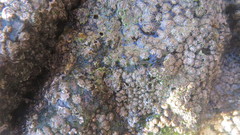 Notochthamalus scabrosus