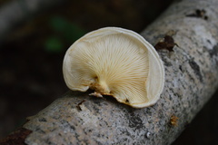 Pleurotus calyptratus