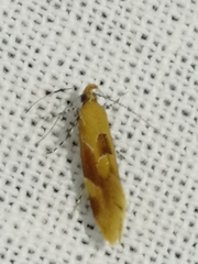 Epicallima formosella