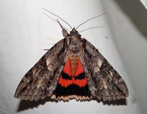 Mother Underwing Moth