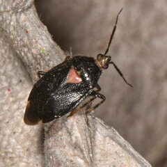 Deraeocoris sayi