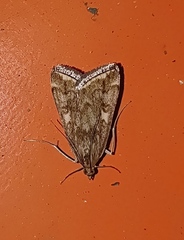 Loxostege sticticalis