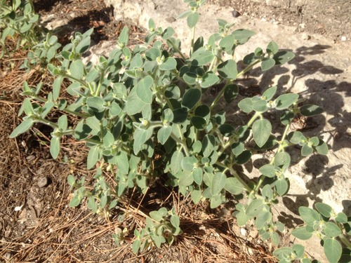 Euphorbia petiolata