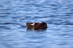 Netta erythrophthalma