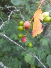 Contarinia virginianiae