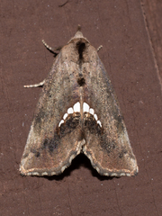 Hypsoropha hormos