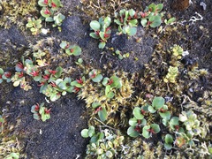 Salix herbacea