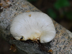 Pleurotus calyptratus