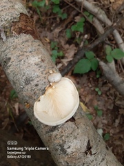 Pleurotus calyptratus