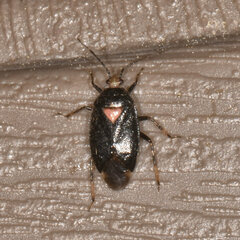 Deraeocoris sayi