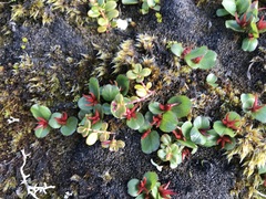 Salix herbacea