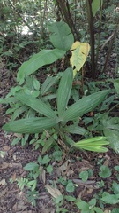 Cryosophila stauracantha