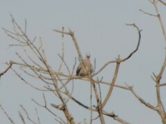 Streptopelia turtur