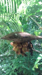 Astrocaryum mexicanum