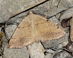 Drepanulatrix bifilata