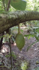 Amphitecna apiculata