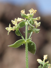 Galium multiflorum