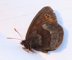 Erebia disa