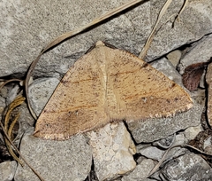 Drepanulatrix bifilata