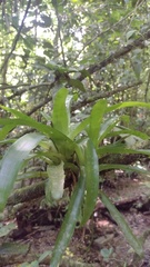 Tillandsia heliconioides