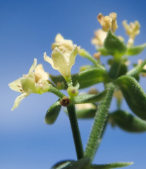 Galium multiflorum