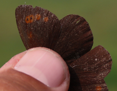 Erebia disa