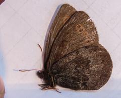 Erebia disa