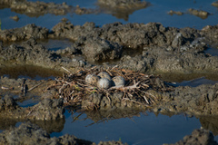 Recurvirostra americana