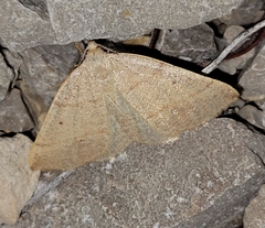 Drepanulatrix bifilata