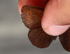 Erebia disa
