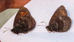 Erebia disa