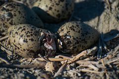 Recurvirostra americana