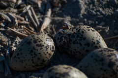 Recurvirostra americana