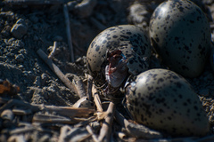 Recurvirostra americana