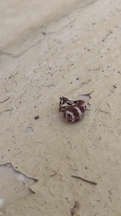 Guioperus trifasciatus